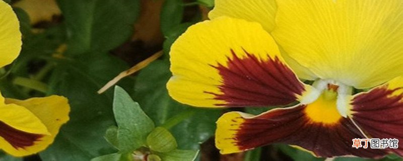 角堇开花后怎么养护，怎么修剪
