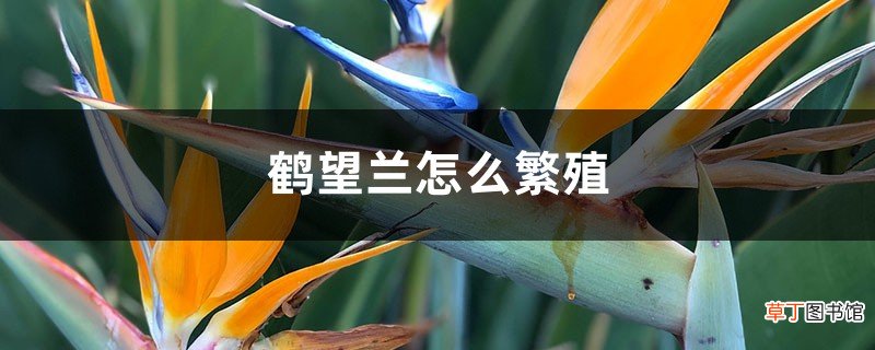 鹤望兰怎么繁殖，怎么让它长侧芽