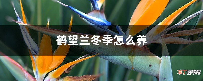 鹤望兰冬季怎么养，怎么浇水
