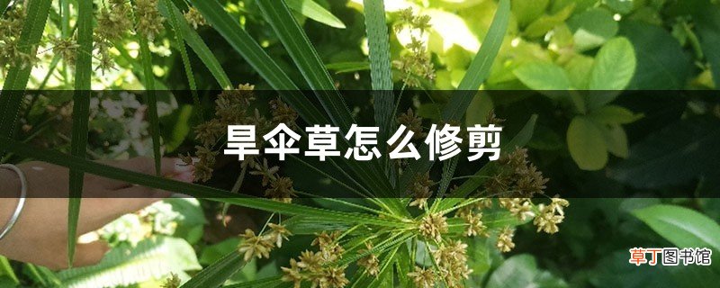 旱伞草怎么修剪,叶尖发黄怎么办