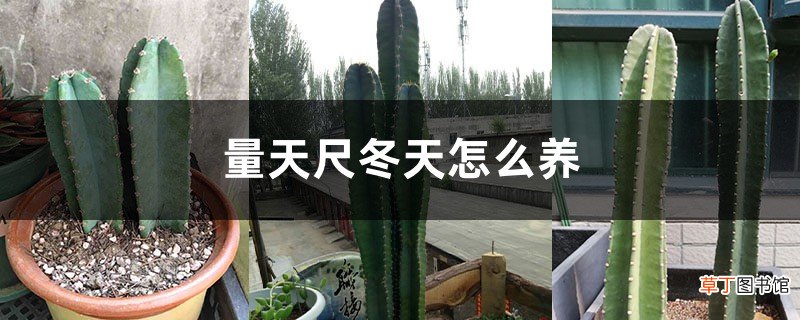 量天尺冬天怎么养,冻伤了怎么办