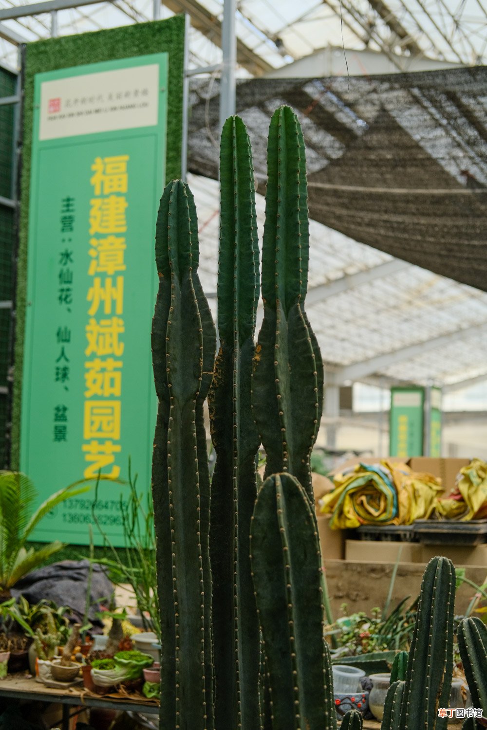 量天尺冬天怎么养,冻伤了怎么办