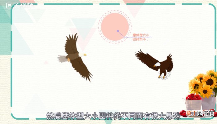 隼和鹰的区别