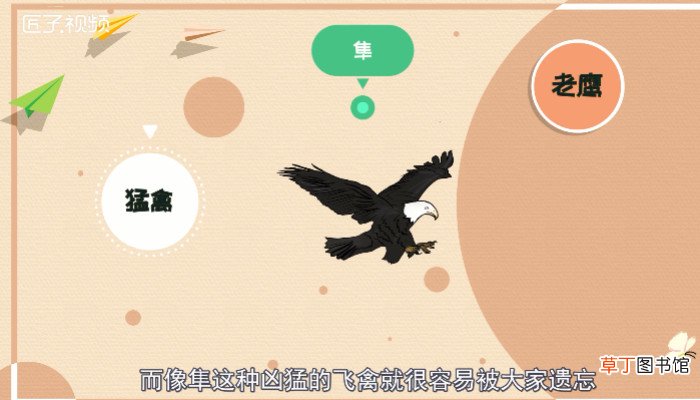 隼和鹰的区别