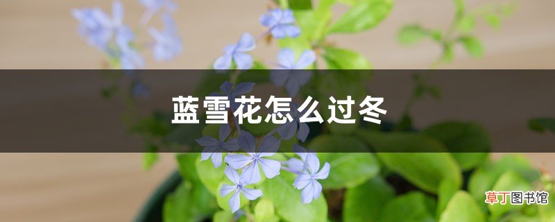 蓝雪花怎么过冬，冬天会落叶吗