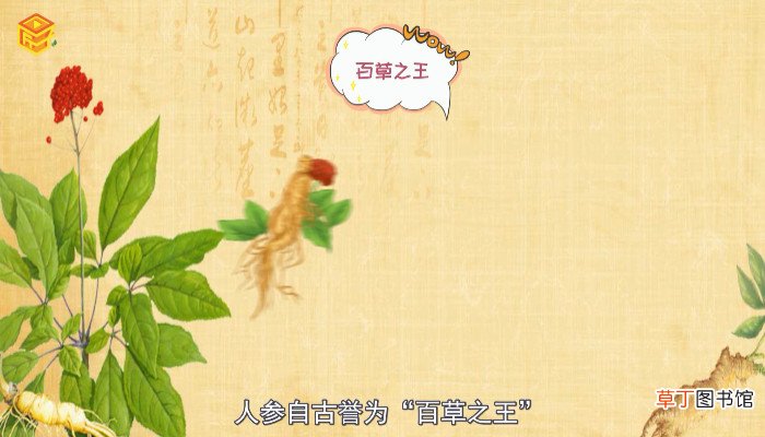 鲜人参怎么保存