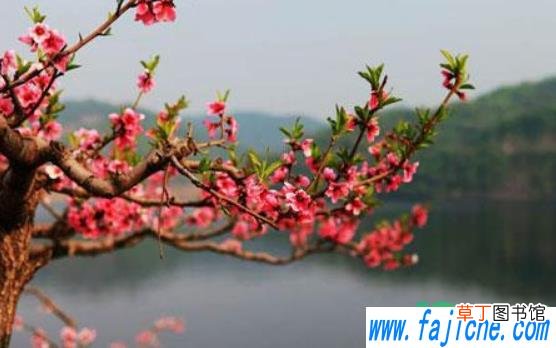 清明节上坟先上父亲还是先上爷爷 清明节扫墓先去爷爷坟还是父亲坟