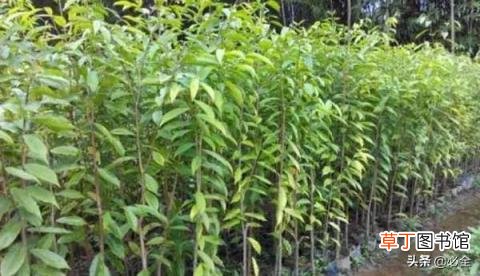 农村种什么苗木市场前景好 种植什么最好