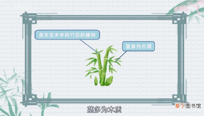 竹子的种类