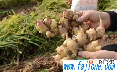 生姜叶子发黄怎么办 生姜叶子发黄是什么毛病