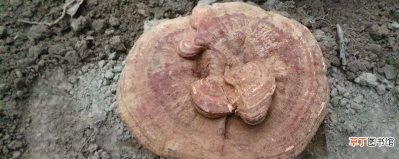 灵芝种植技术，用什么土养