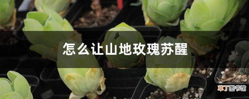 怎么让山地玫瑰苏醒，苏醒后怎么养