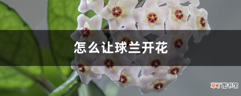怎么让球兰开花，开花后怎么处理
