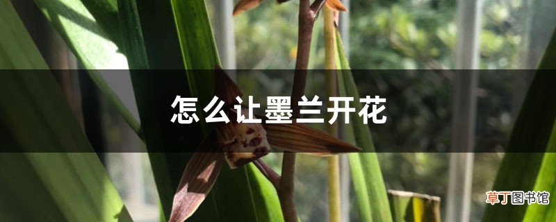 怎么让墨兰开花，开花期怎么养