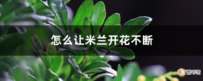 怎么让米兰开花不断，长花苞时能喷水吗