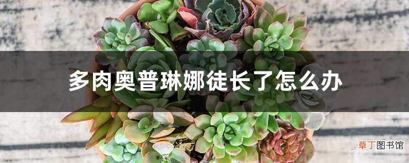 多肉奥普琳娜徒长了怎么办