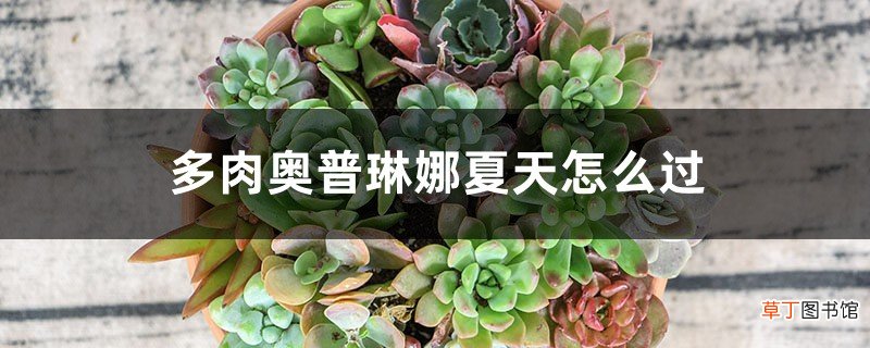 多肉奥普琳娜夏天怎么过