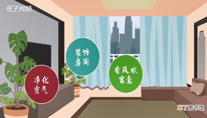 龟背竹有毒吗