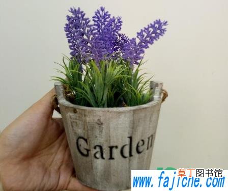 养植薰衣草盆哪些是要注意的 薰衣草盆栽家里能养不