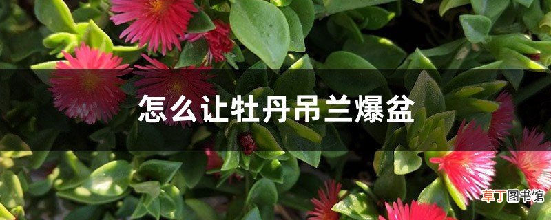 怎么让牡丹吊兰爆盆，怎么扦插