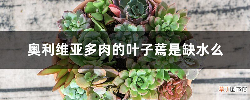 奥利维亚多肉的叶子蔫是缺水么
