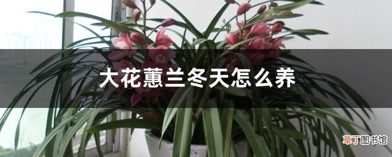 大花蕙兰冬天怎么养，花期怎么养