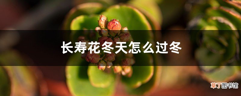 长寿花冬天怎么过冬，可以上肥吗