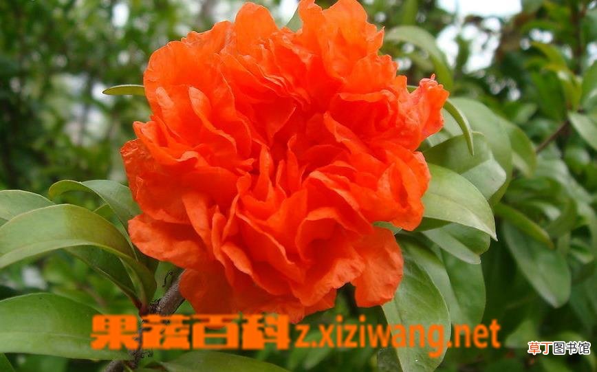 石榴花养殖方法及注意事项