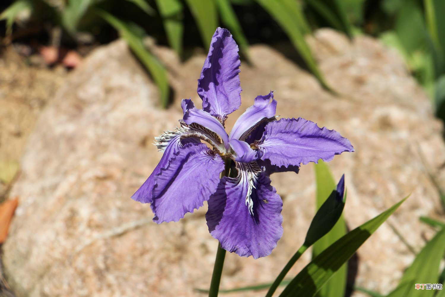 鸢尾什么季节开花，花期如何养护