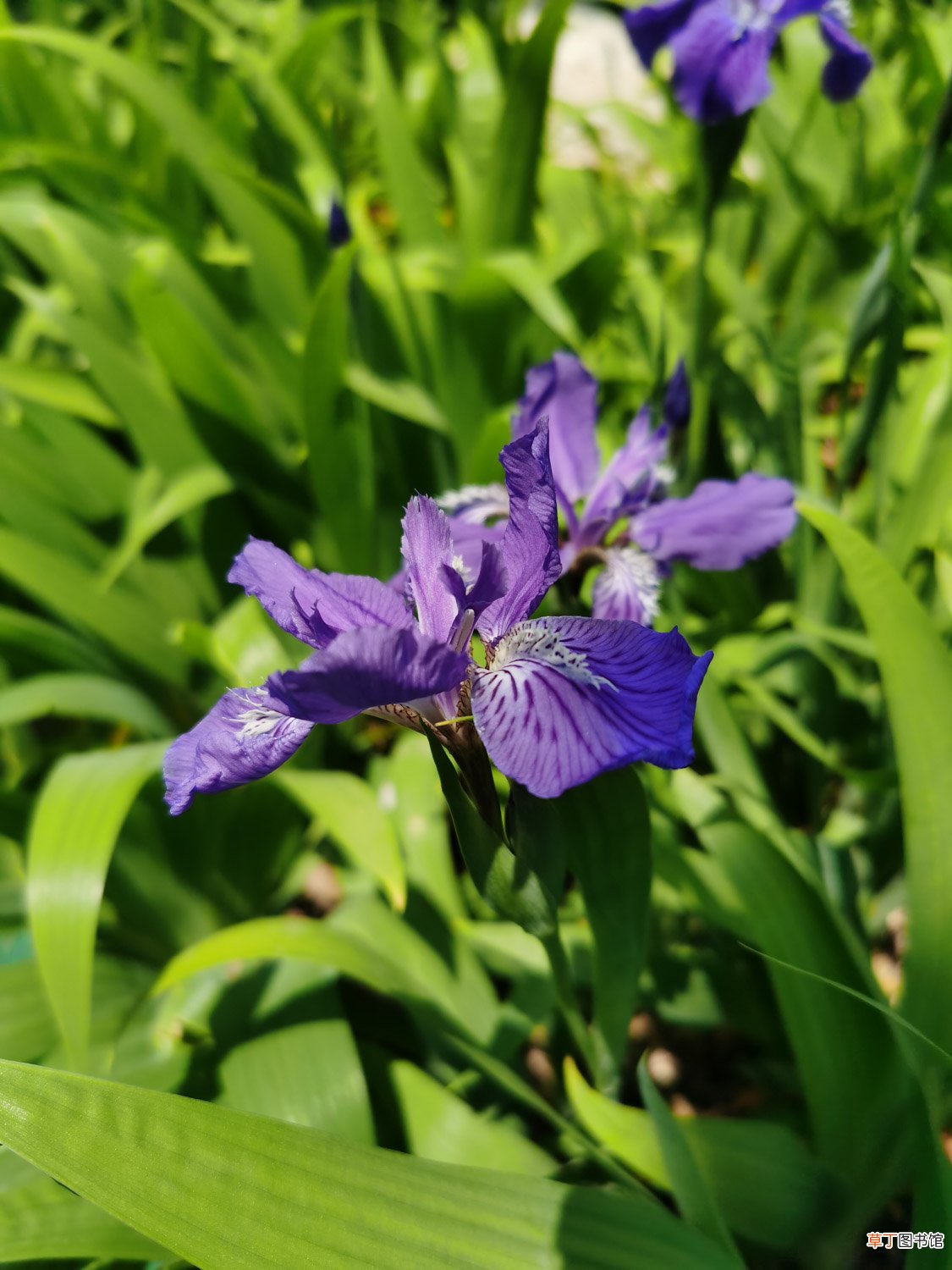 鸢尾什么季节开花，花期如何养护