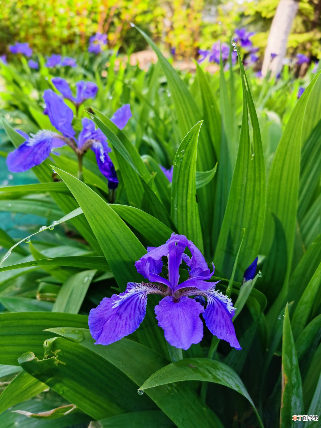 鸢尾什么季节开花，花期如何养护