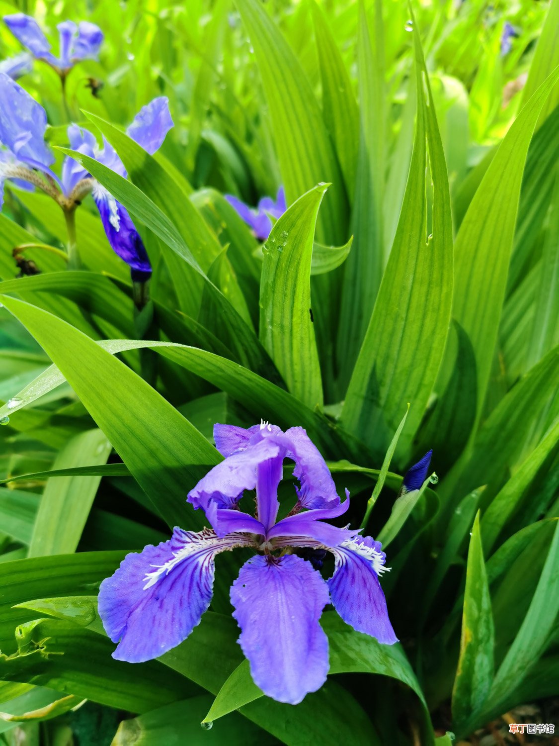 鸢尾开花后的养护，为什么不开花
