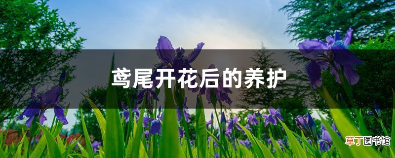鸢尾开花后的养护，为什么不开花