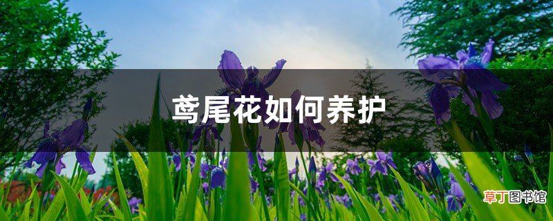鸢尾花如何养护，繁殖方法有哪些