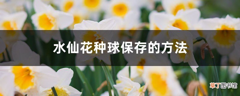 水仙花种球保存的方法，如何挑选水仙花的种球