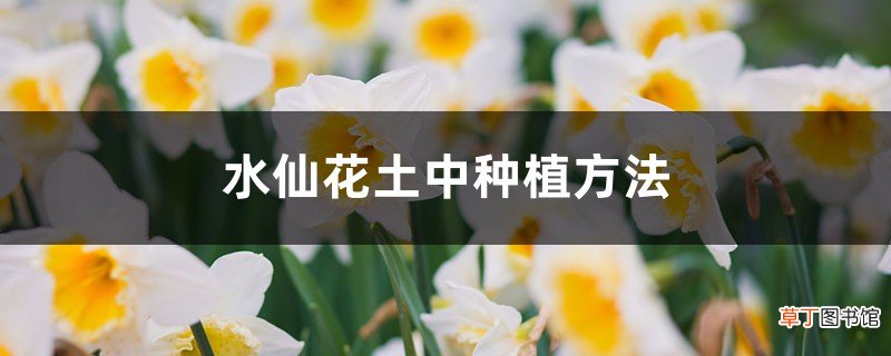 水仙花土中种植方法，水仙花种球开花后怎么保存