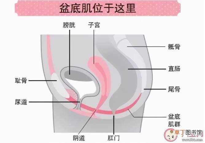 孕期怎么做避免减轻盆底肌损伤 没生过孩子就不需要做盆底肌修复吗