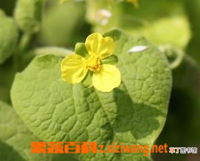 马蹄香图片 马蹄香的养殖方法