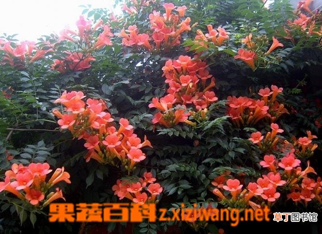 女葳花图片 女葳花的功效与作用