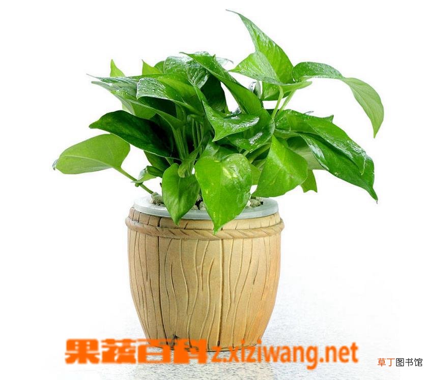 大叶绿萝养殖注意事项