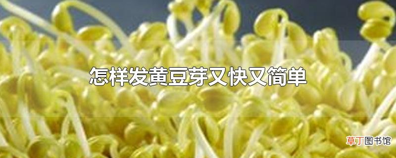 怎样发黄豆芽又快又简单