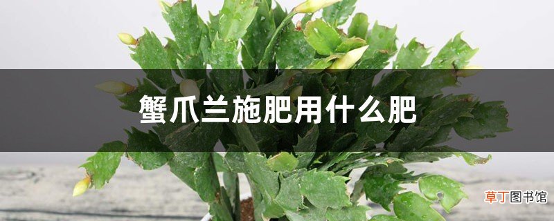 蟹爪兰施肥用什么肥，用羊粪可以吗