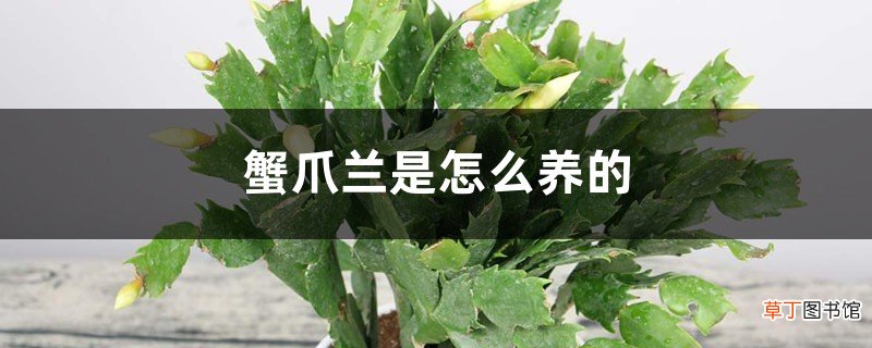 蟹爪兰是怎么养的，是怎么繁殖的