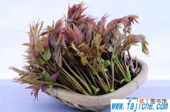 香椿用盐水最长可以泡多久 香椿用盐水泡了两天后还能吃吗
