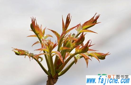 香椿用盐水最长可以泡多久 香椿用盐水泡了两天后还能吃吗