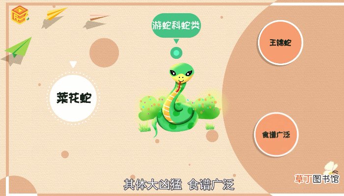 菜花蛇有毒吗