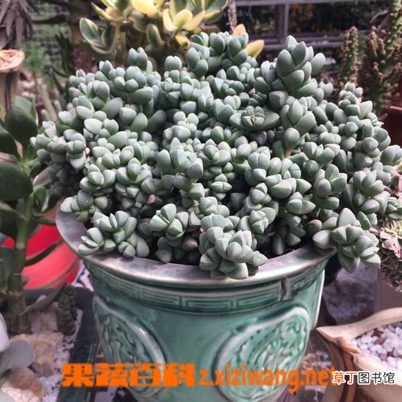 鹿角海棠的清理与枯叶处理