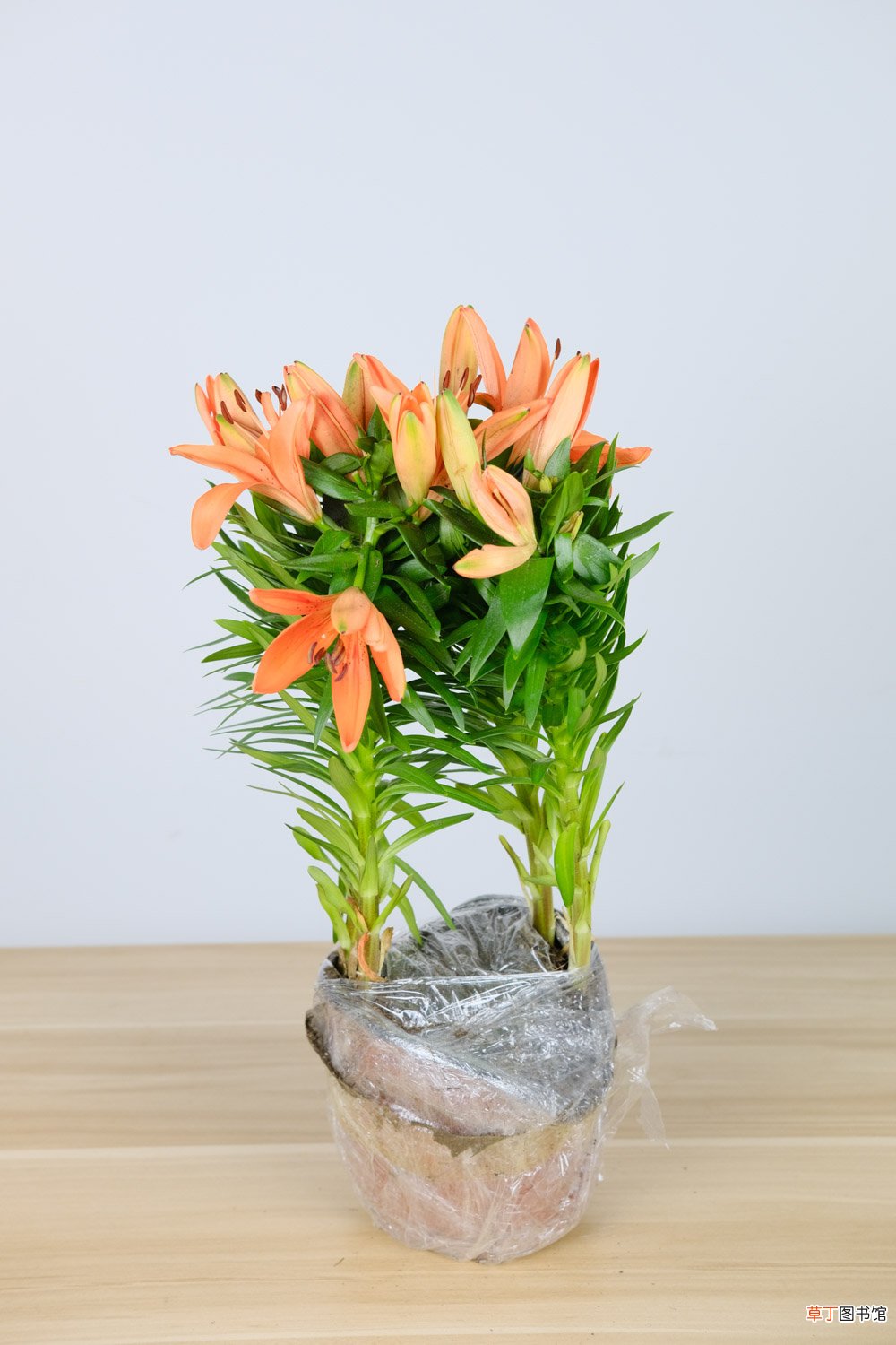 如何让百合花长得矮壮，长得太高怎么办