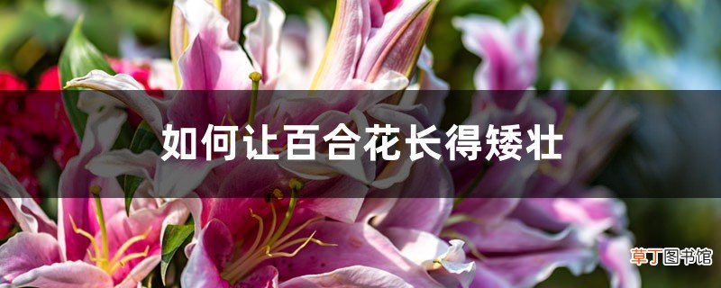 如何让百合花长得矮壮，长得太高怎么办
