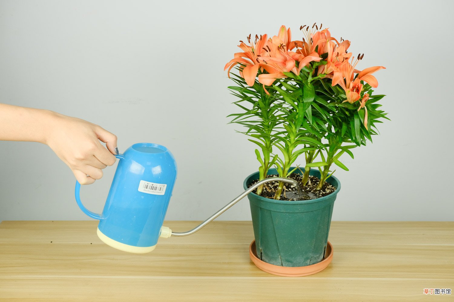 如何让百合花长得矮壮，长得太高怎么办